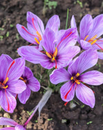 Saffron Crocus 'sativus' (Crocus) - Harding & Bloom