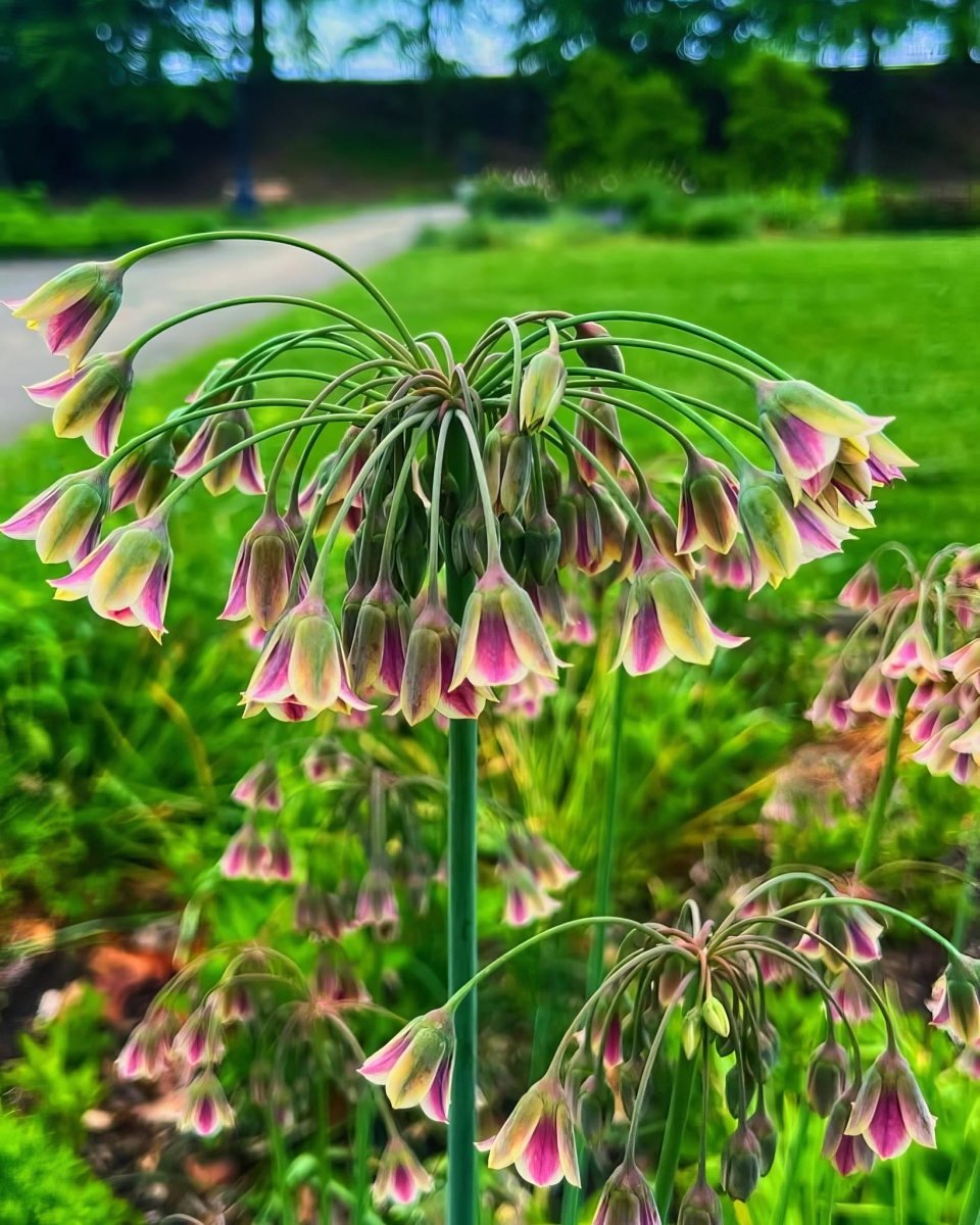 Sicilian Honey Garlic (Nectaroscordum siculum)