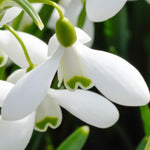 Snowdrop 'S. Arnott' - Harding & Bloom