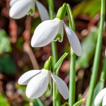 Snowdrop 'S. Arnott' - Harding & Bloom