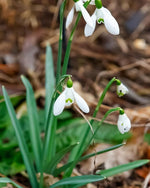 Snowdrop 'S. Arnott' - Harding & Bloom