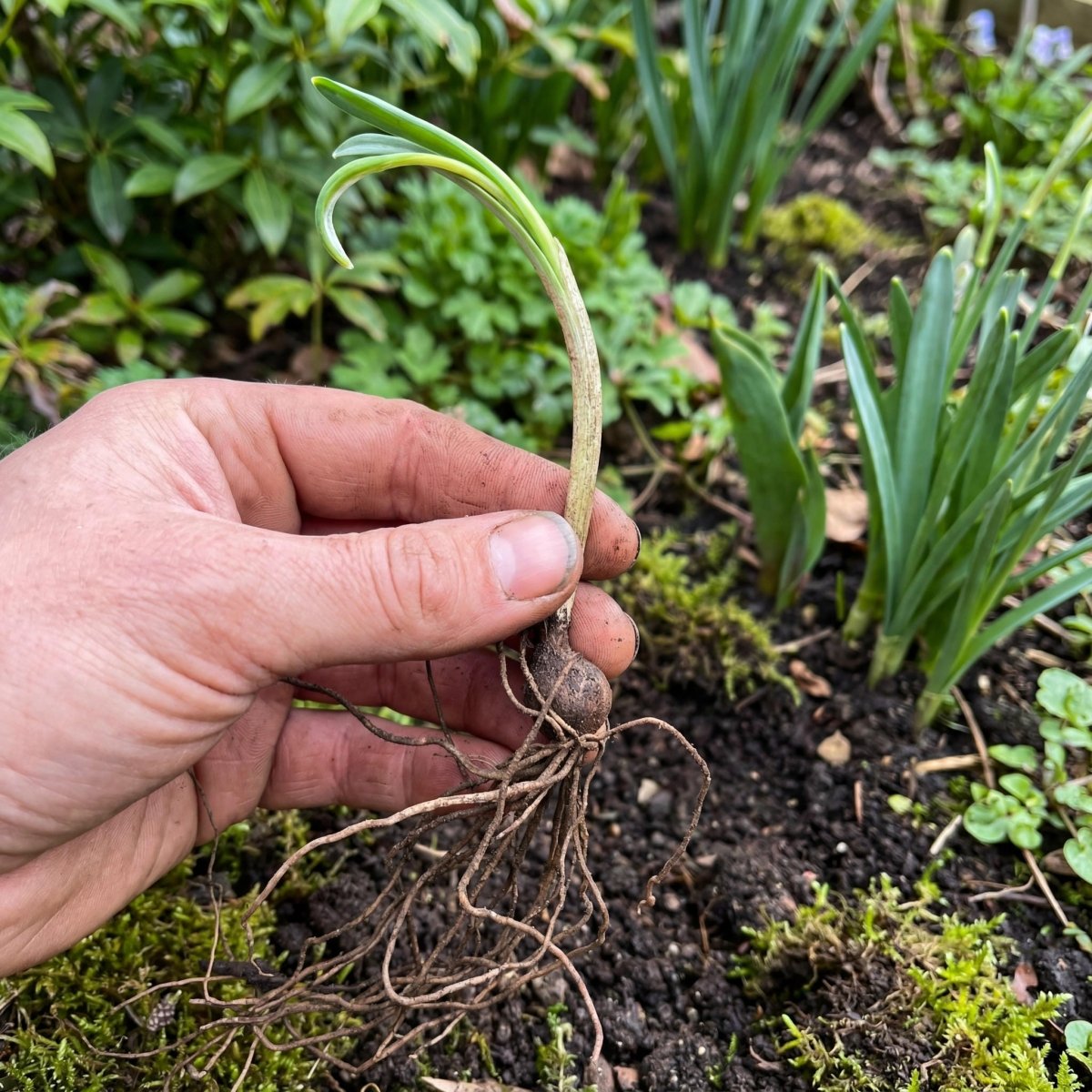 Galanthus nivalis (In the Green) (Common snowdrop) - Harding & Bloom