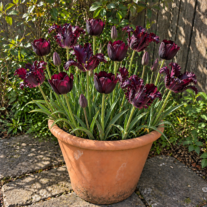 Spring in Three Acts illustrative late-spring pot display