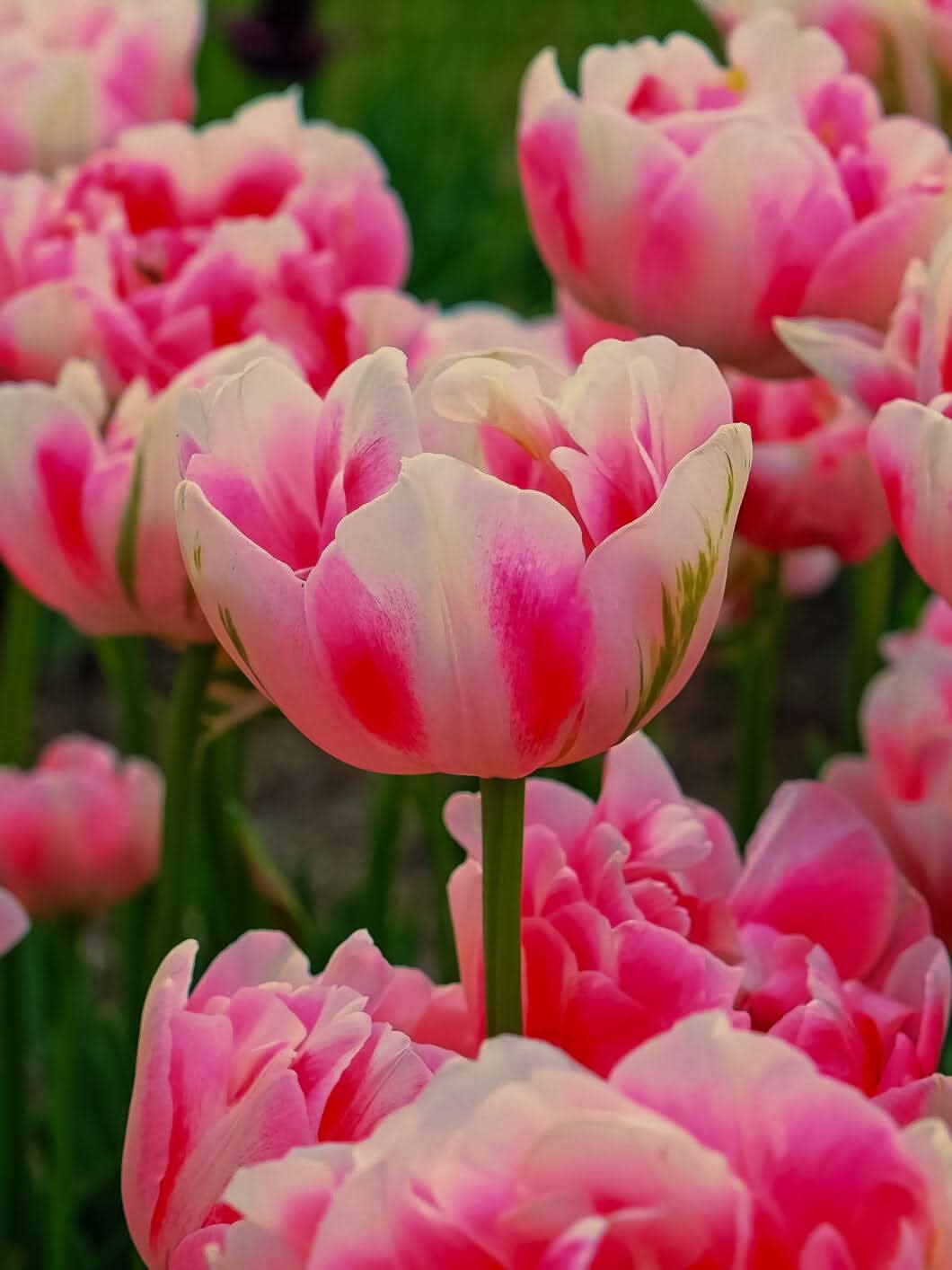 Tulip 'Finola' - Harding & Bloom