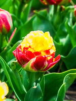 Tulip 'Ice Cream Banana' - Harding & Bloom