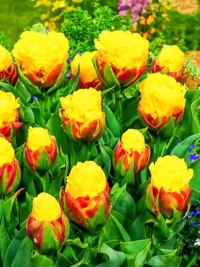 Tulip 'Ice Cream Banana' - Harding & Bloom