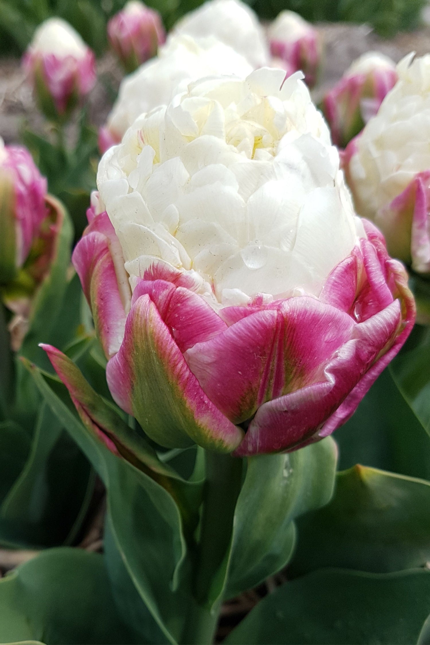 Tulip 'Ice Cream'