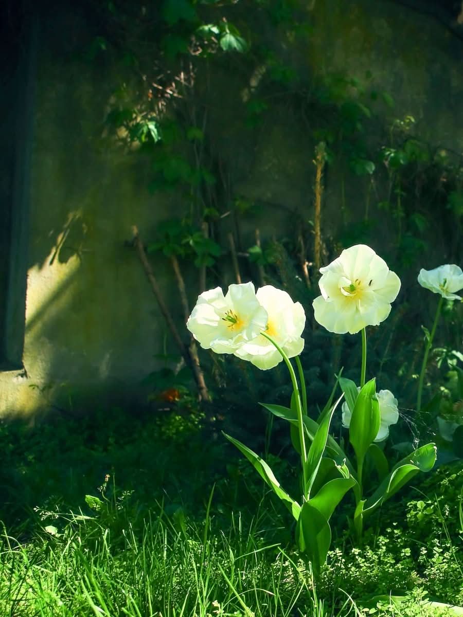 Tulip 'Mount Tacoma' - Harding & Bloom