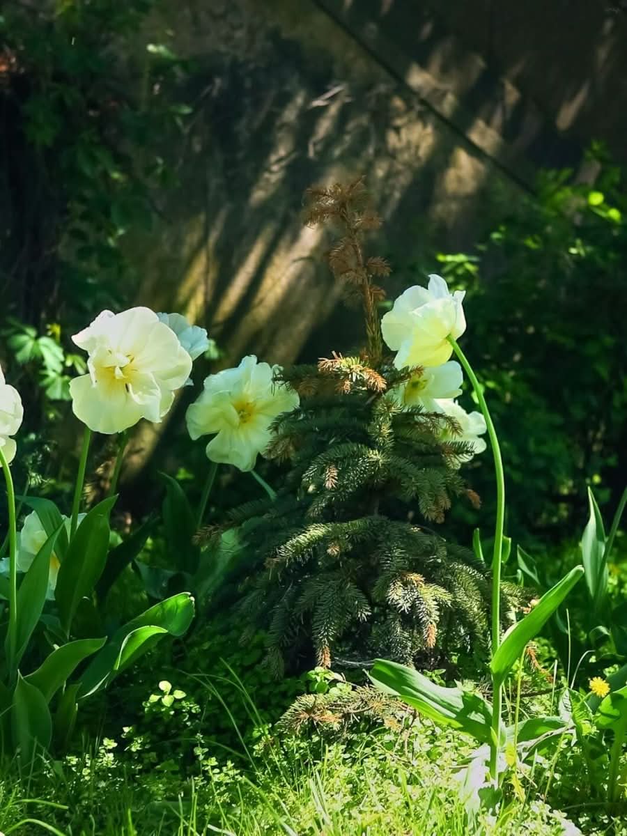Tulip 'Mount Tacoma' - Harding & Bloom