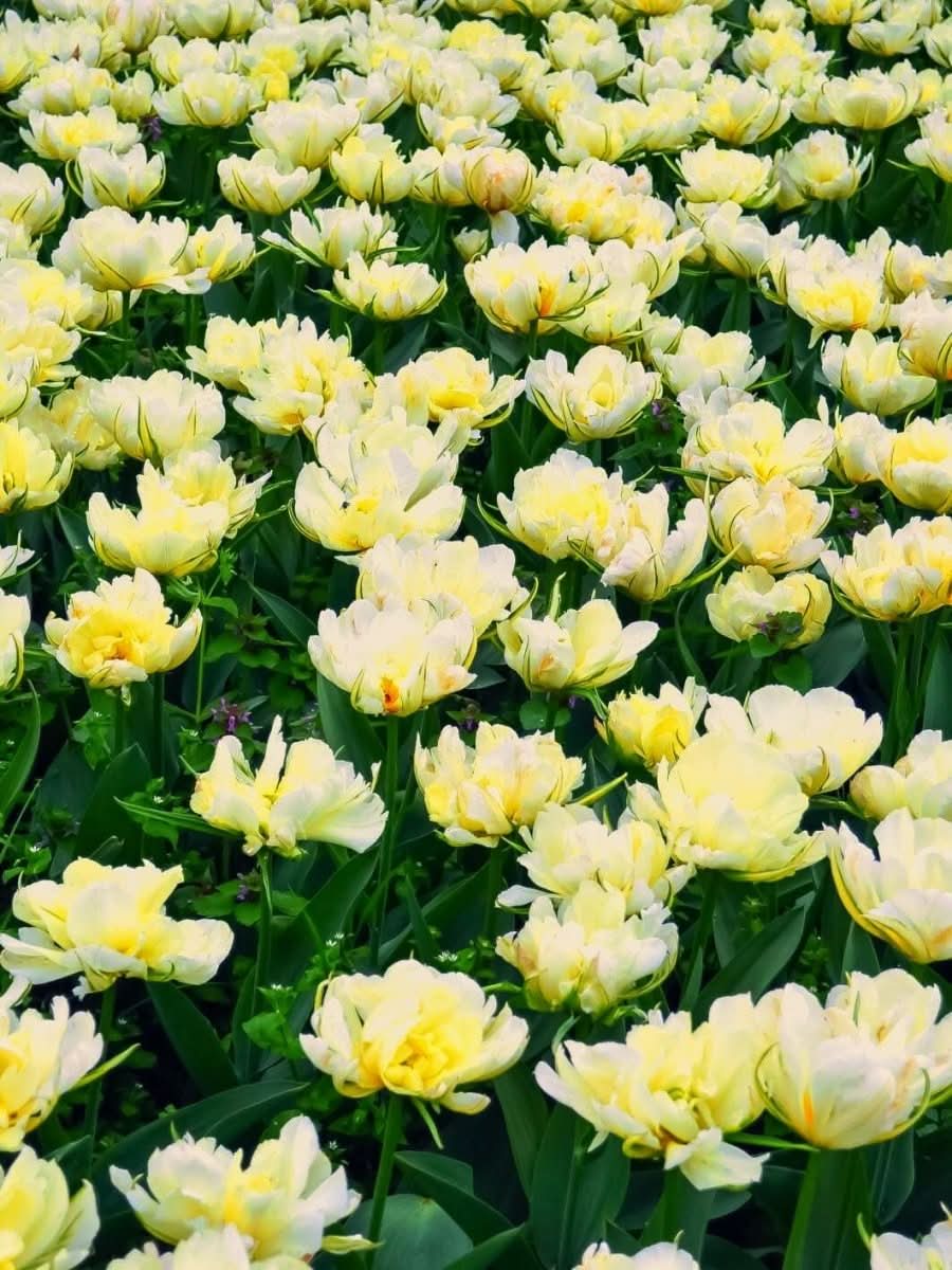 Tulip 'Mount Tacoma' - Harding & Bloom