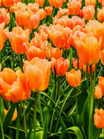 Tulip 'Apricot Beauty' - Harding & Bloom