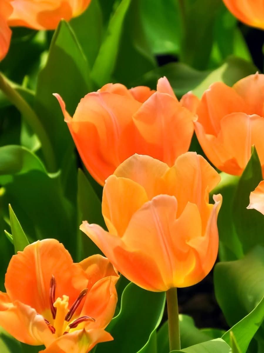 Tulip 'Apricot Beauty' - Harding & Bloom