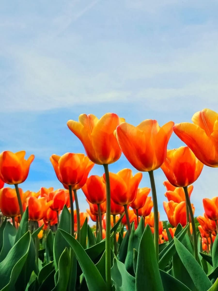 Tulip 'Apricot Beauty' - Harding & Bloom