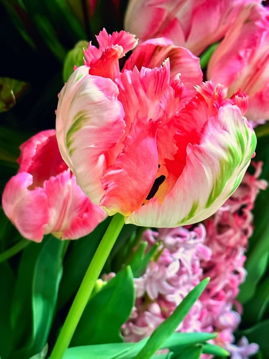 Tulip 'Apricot Parrot' - Harding & Bloom
