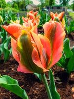 Tulip 'Artist' - Harding & Bloom