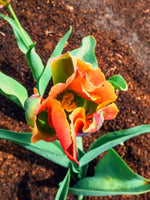 Tulip 'Artist' - Harding & Bloom