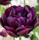 Tulip 'Black Hero' - Harding & Bloom