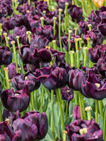 Tulip 'Black Hero' - Harding & Bloom