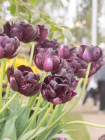 Tulip 'Black Hero' - Harding & Bloom