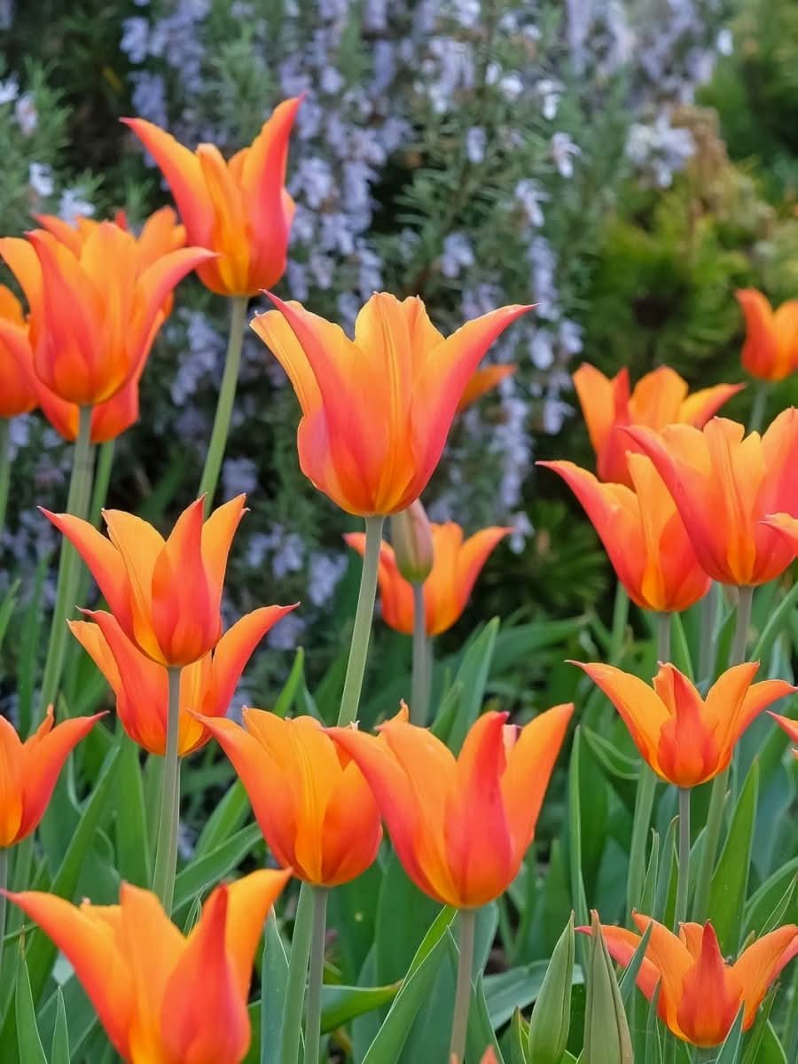 Tulip 'Ballerina' - Harding & Bloom