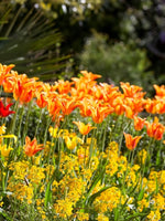 Tulip 'Ballerina' - Harding & Bloom