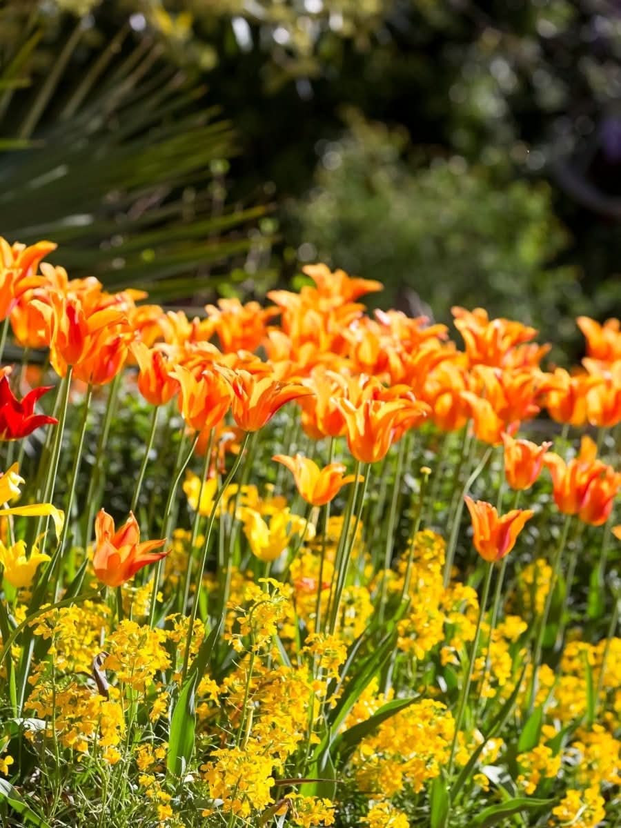 Tulip 'Ballerina' - Harding & Bloom