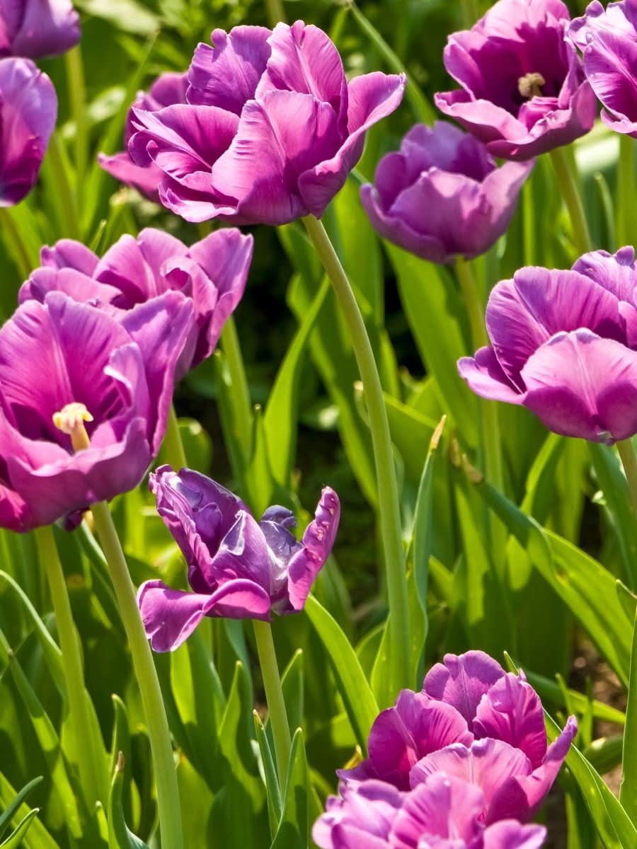 Tulip 'Blue Wow' - Harding & Bloom