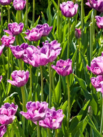 Tulip 'Blue Wow' - Harding & Bloom