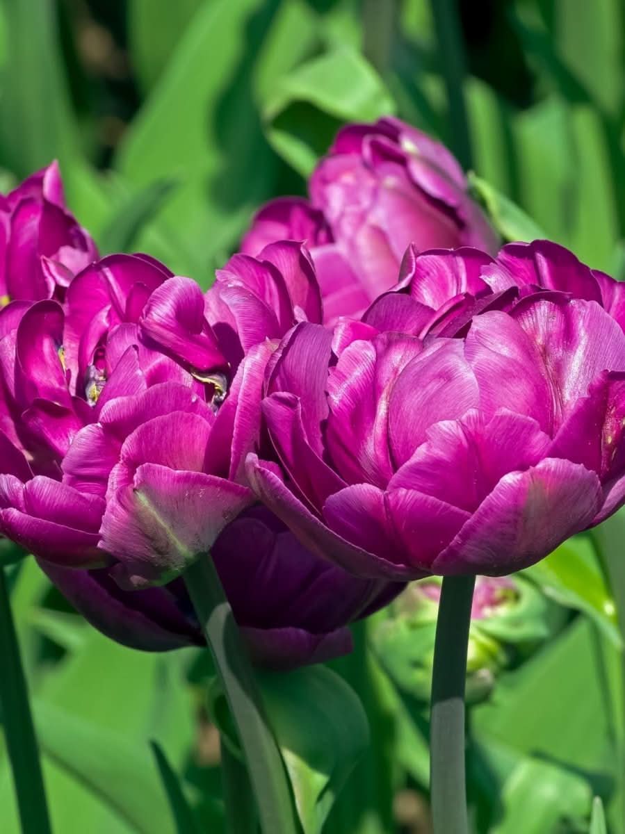 Tulip 'Blue Wow' - Harding & Bloom