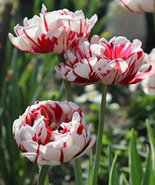 Tulip 'Carnaval de Nice' - Harding & Bloom