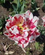 Tulip 'Carnaval de Nice' - Harding & Bloom