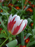 Tulip 'Carnaval de Nice' - Harding & Bloom