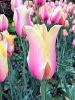 Tulip 'China Town' - Harding & Bloom