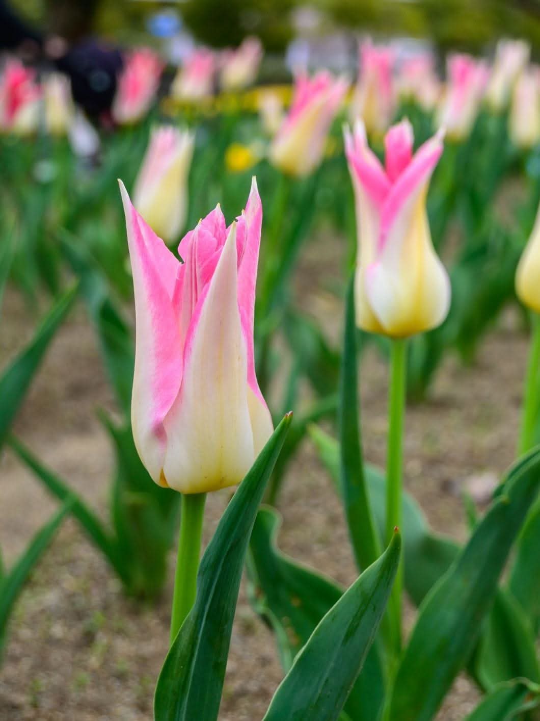 Tulip 'China Town' - Harding & Bloom