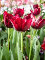 Tulip 'Couleur Cardinal' - Harding & Bloom
