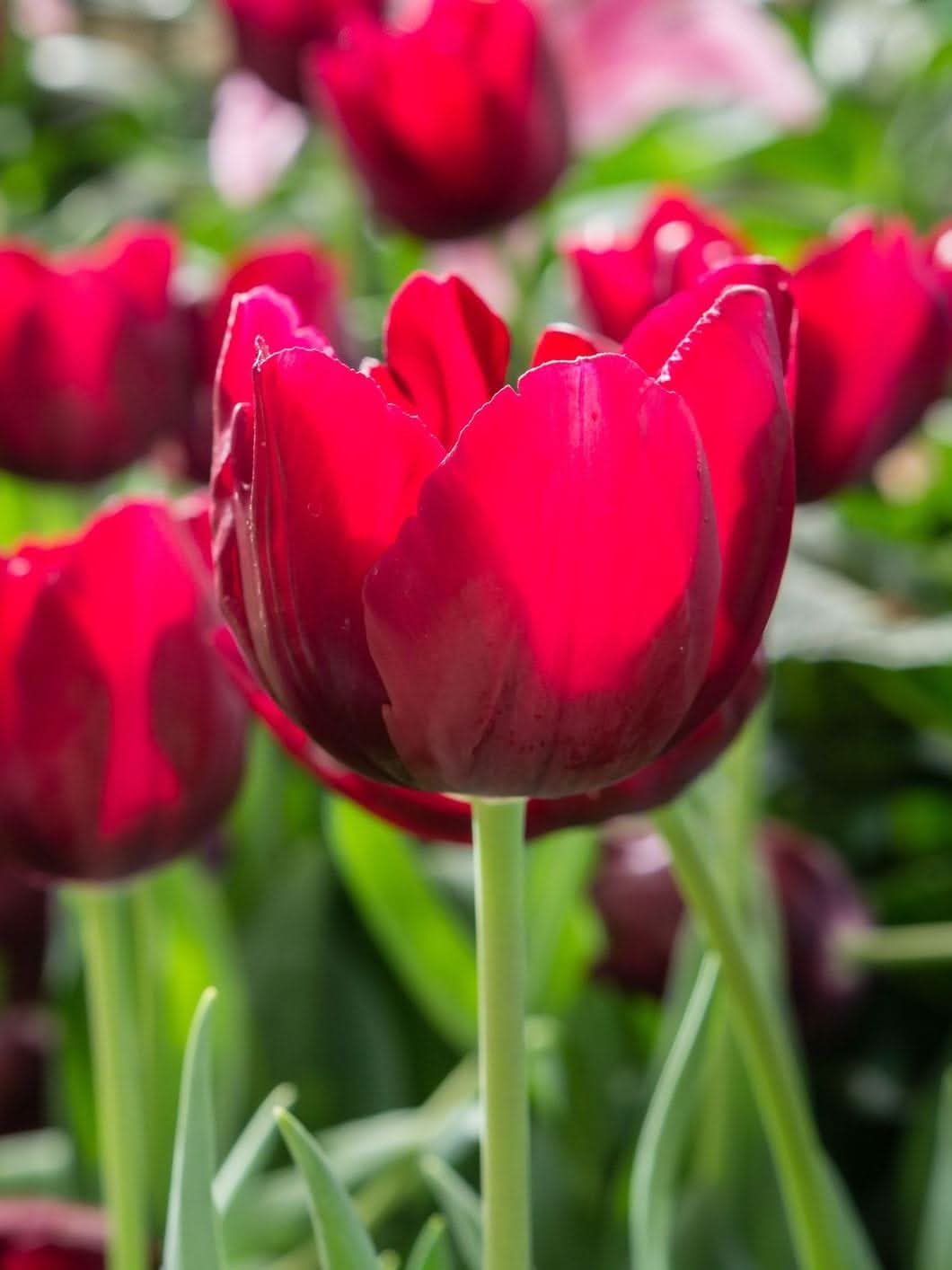 Tulip 'Couleur Cardinal' - Harding & Bloom