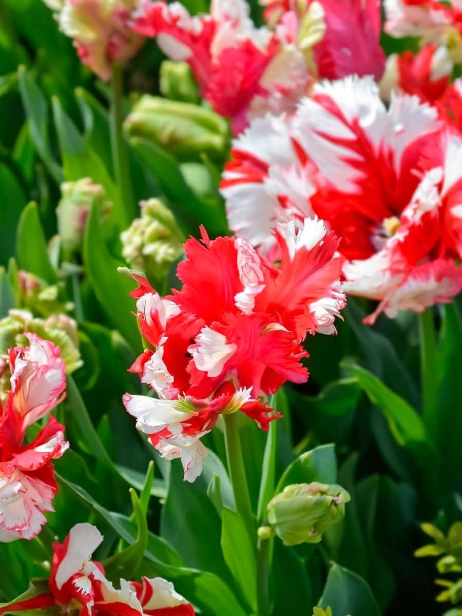 Tulip 'Estella Rijnveld' - Harding & Bloom