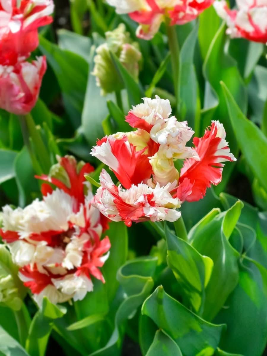 Tulip 'Estella Rijnveld' - Harding & Bloom