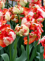 Tulip 'Estella Rijnveld' - Harding & Bloom