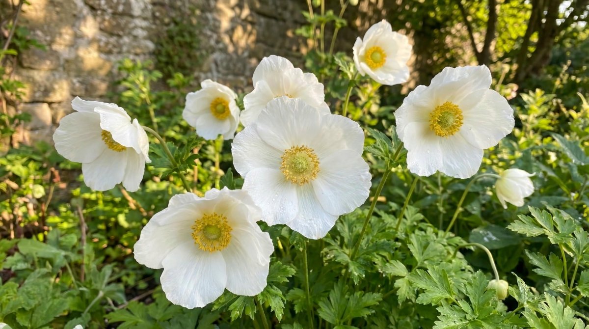 Anemone coronaria 'The Bride' – anemone corms, product photo 5 (Harding & Bloom)