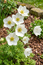 Anemone coronaria 'The Bride' – anemone corms, product photo 3 (Harding & Bloom)