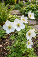 Anemone coronaria 'The Bride' – anemone corms, product photo 6 (Harding & Bloom)