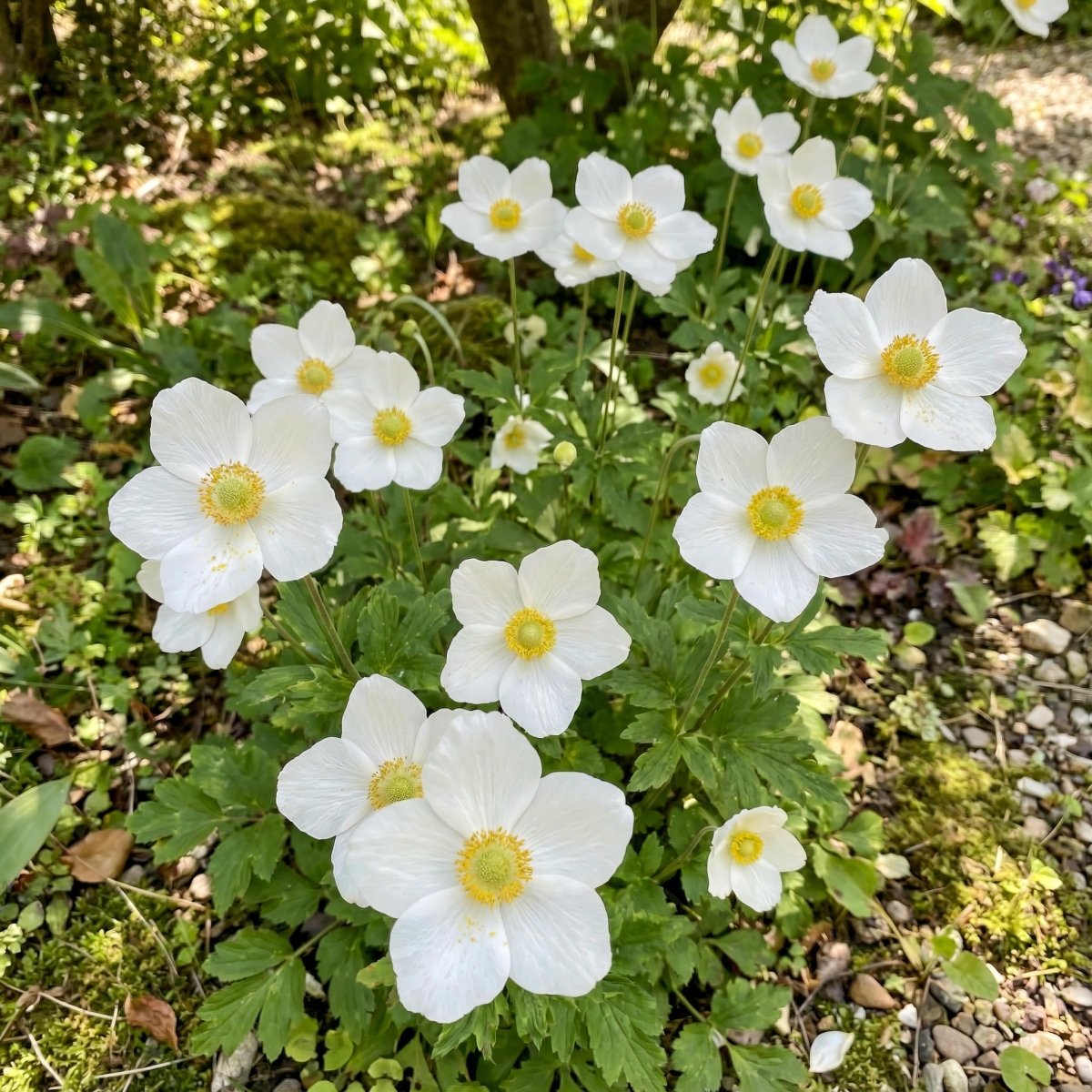 Anemone coronaria 'The Bride' – anemone corms, product photo 2 (Harding & Bloom)