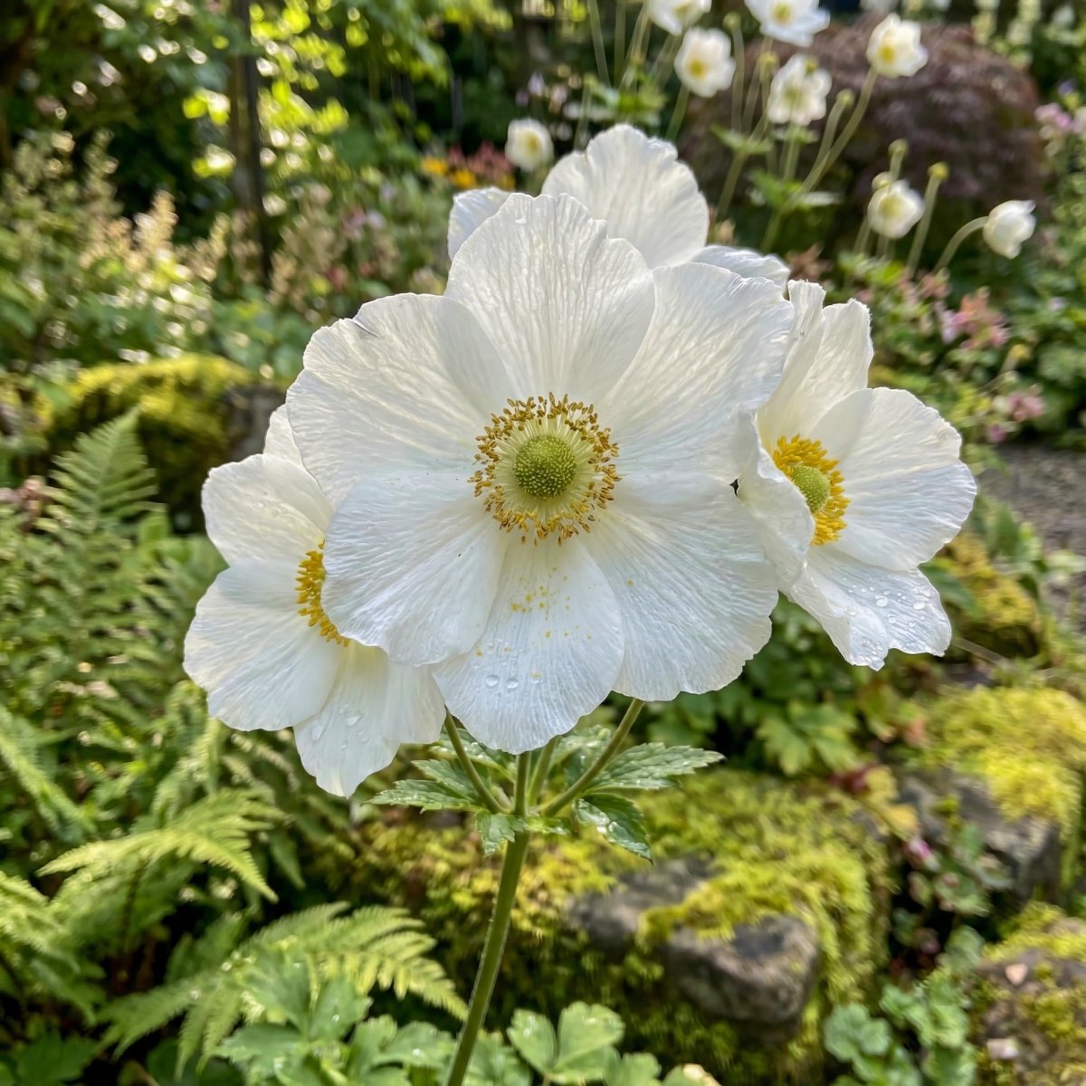 Anemone coronaria 'The Bride' – anemone corms, main product photo (Harding & Bloom)