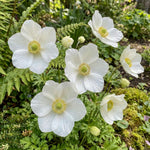 Anemone coronaria 'The Bride' – anemone corms, product photo 4 (Harding & Bloom)