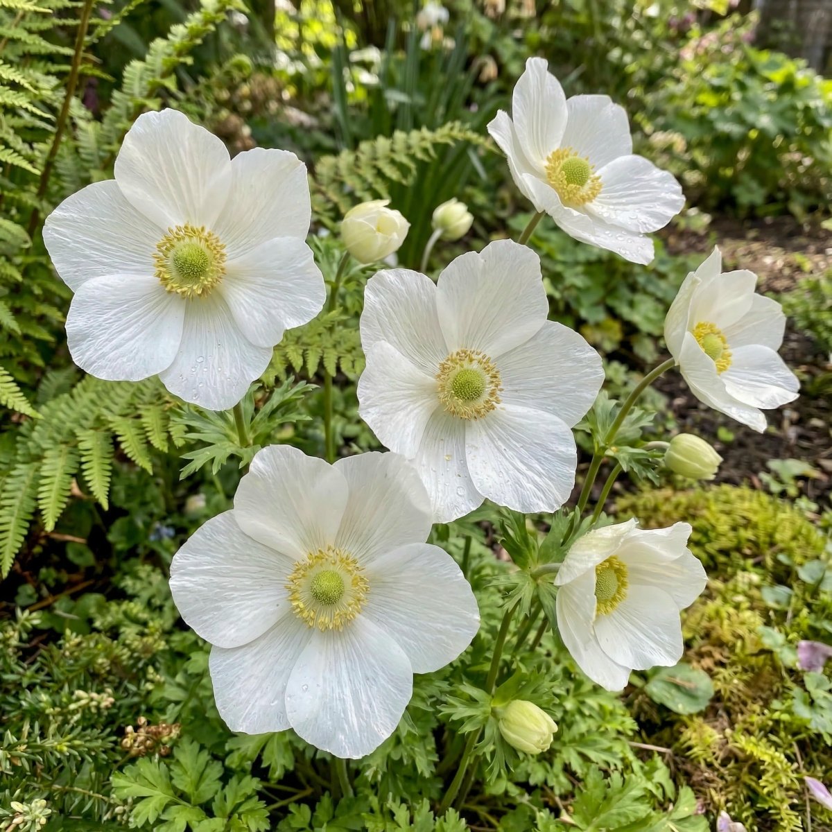 Anemone coronaria 'The Bride' – anemone corms, product photo 4 (Harding & Bloom)