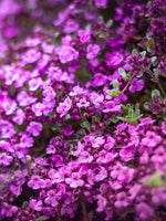 Thymus 'Coccineus' - Harding & Bloom