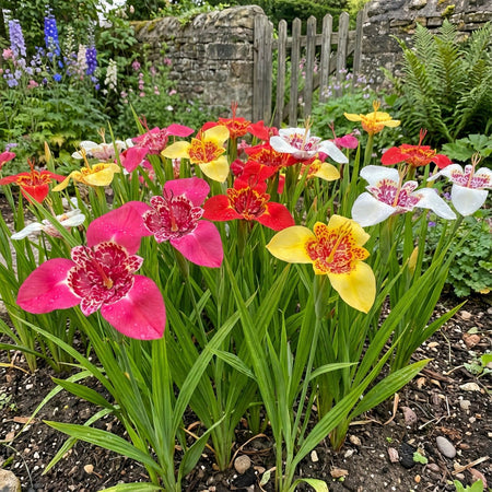Tigridia pavonia 'Mixed' (Tiger flower) – flower bulbs, main product photo (Harding & Bloom)