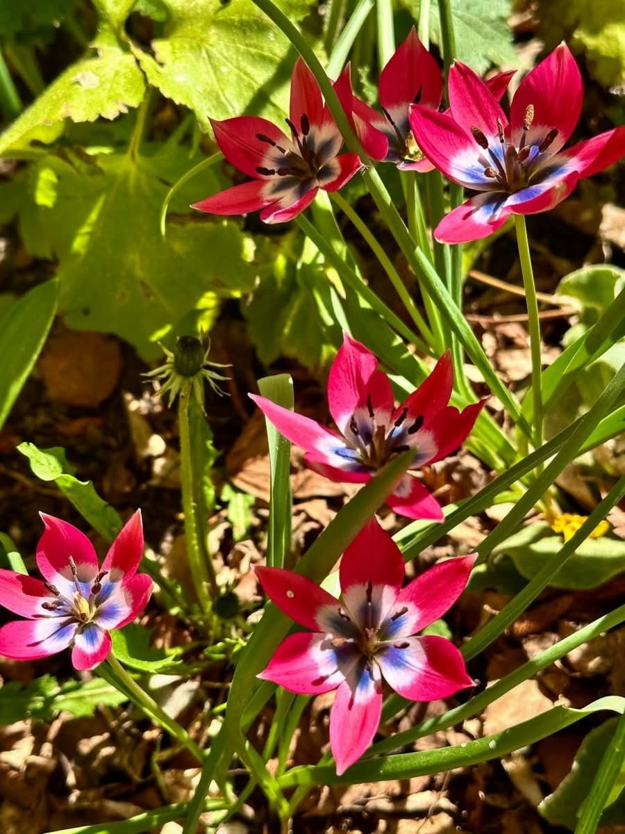 Tulip 'Little Beauty' - Harding & Bloom
