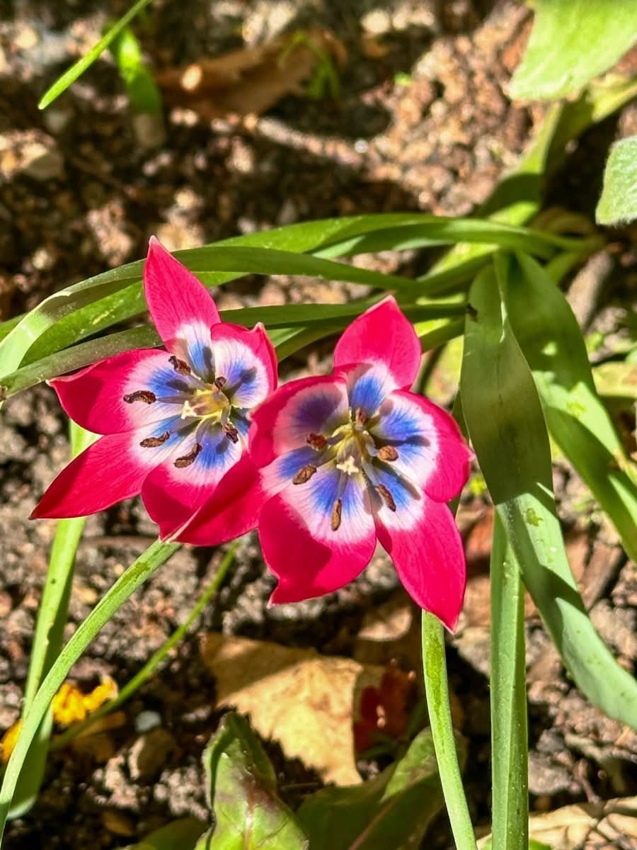 Tulip 'Little Beauty' - Harding & Bloom